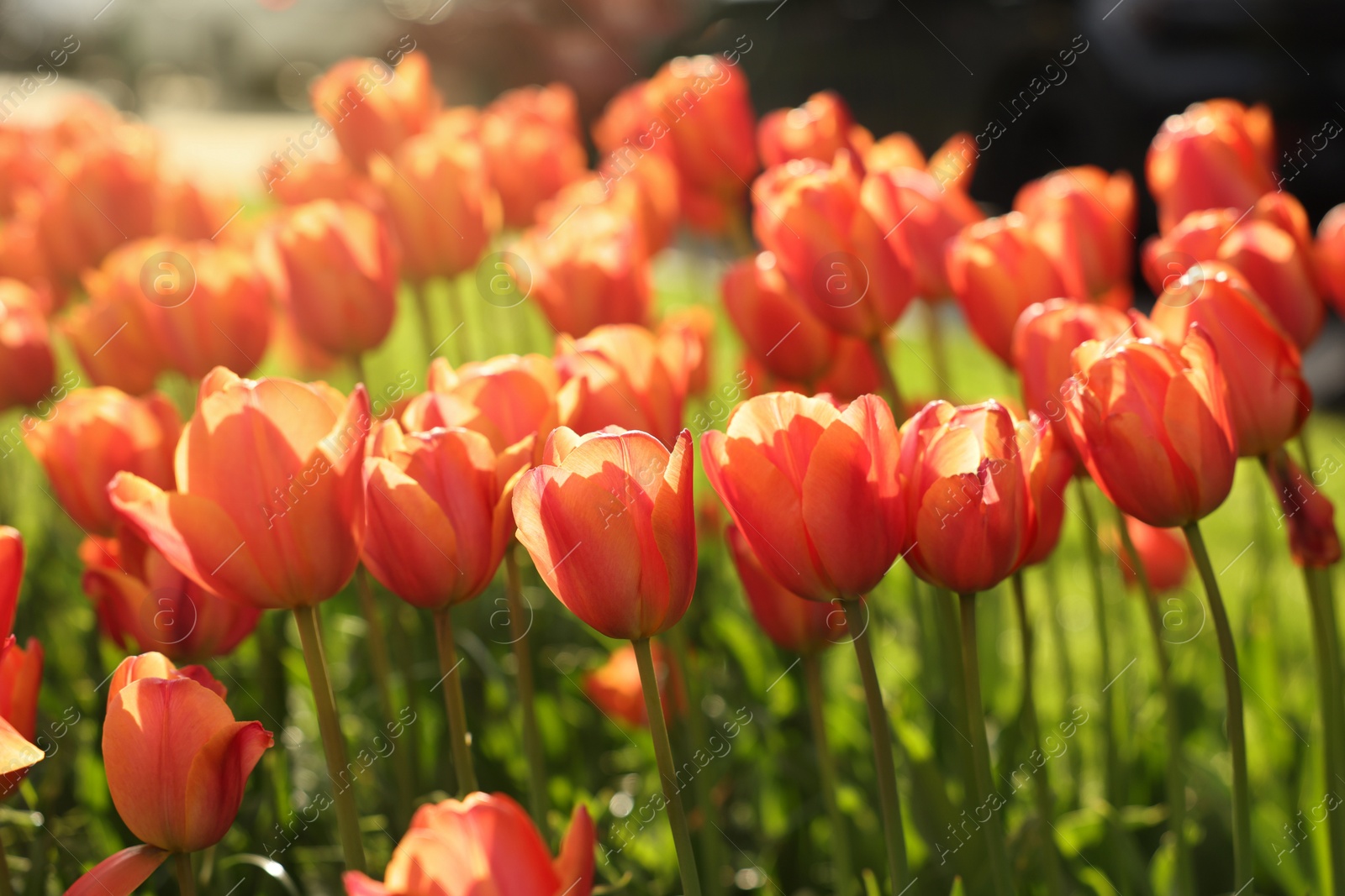 Photo of Beautiful colorful tulips growing in flower bed, selective focus