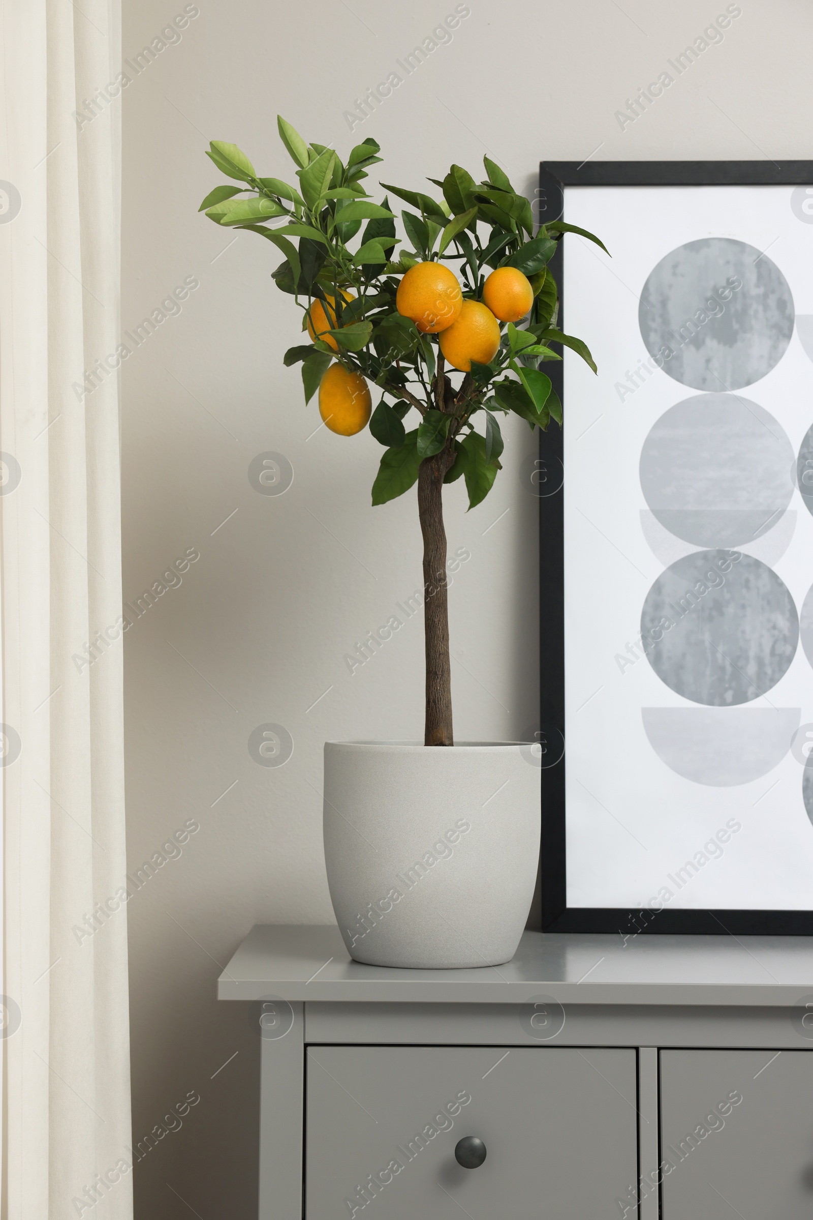 Photo of Potted lemon tree with ripe fruits on chest of drawers in room