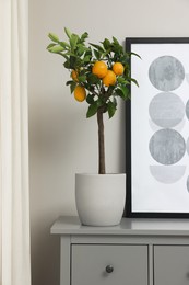 Potted lemon tree with ripe fruits on chest of drawers in room