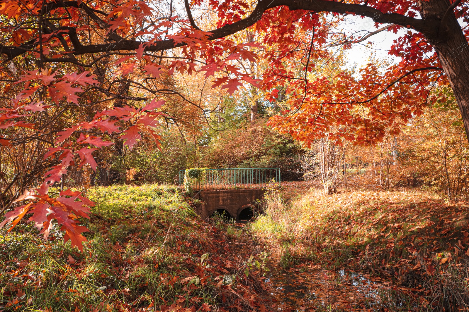 Photo of Picturesque view of park with beautiful trees. Autumn season