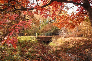 Picturesque view of park with beautiful trees. Autumn season