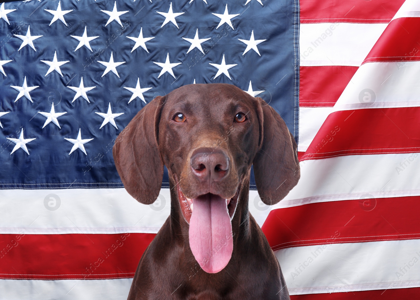 Image of Cute dog against national flag of United States of America