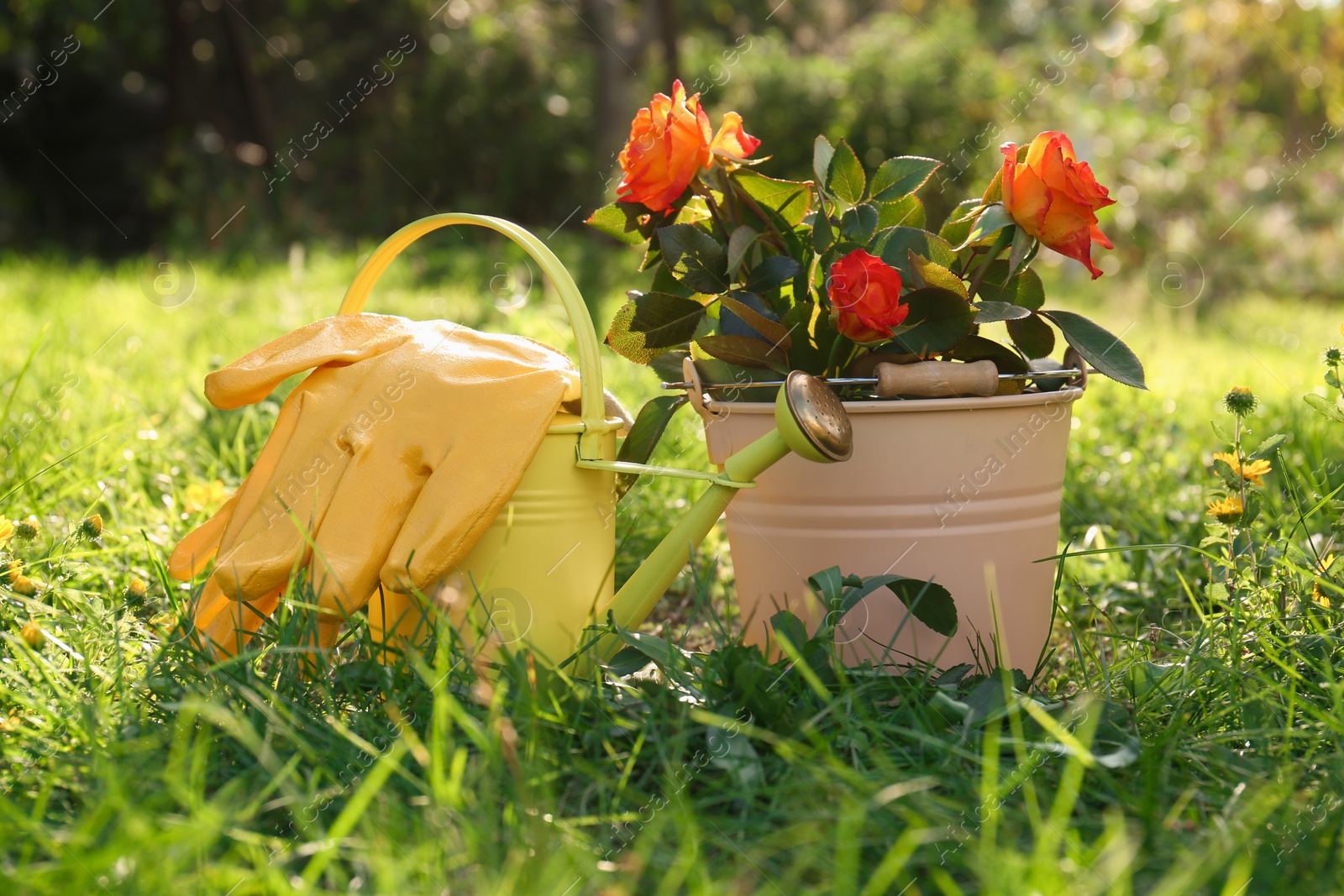 Photo of Watering can, gloves and bucket with blooming rose bush on grass outdoors