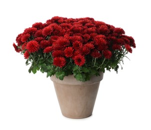 Photo of Beautiful red chrysanthemum flowers in pot on white background
