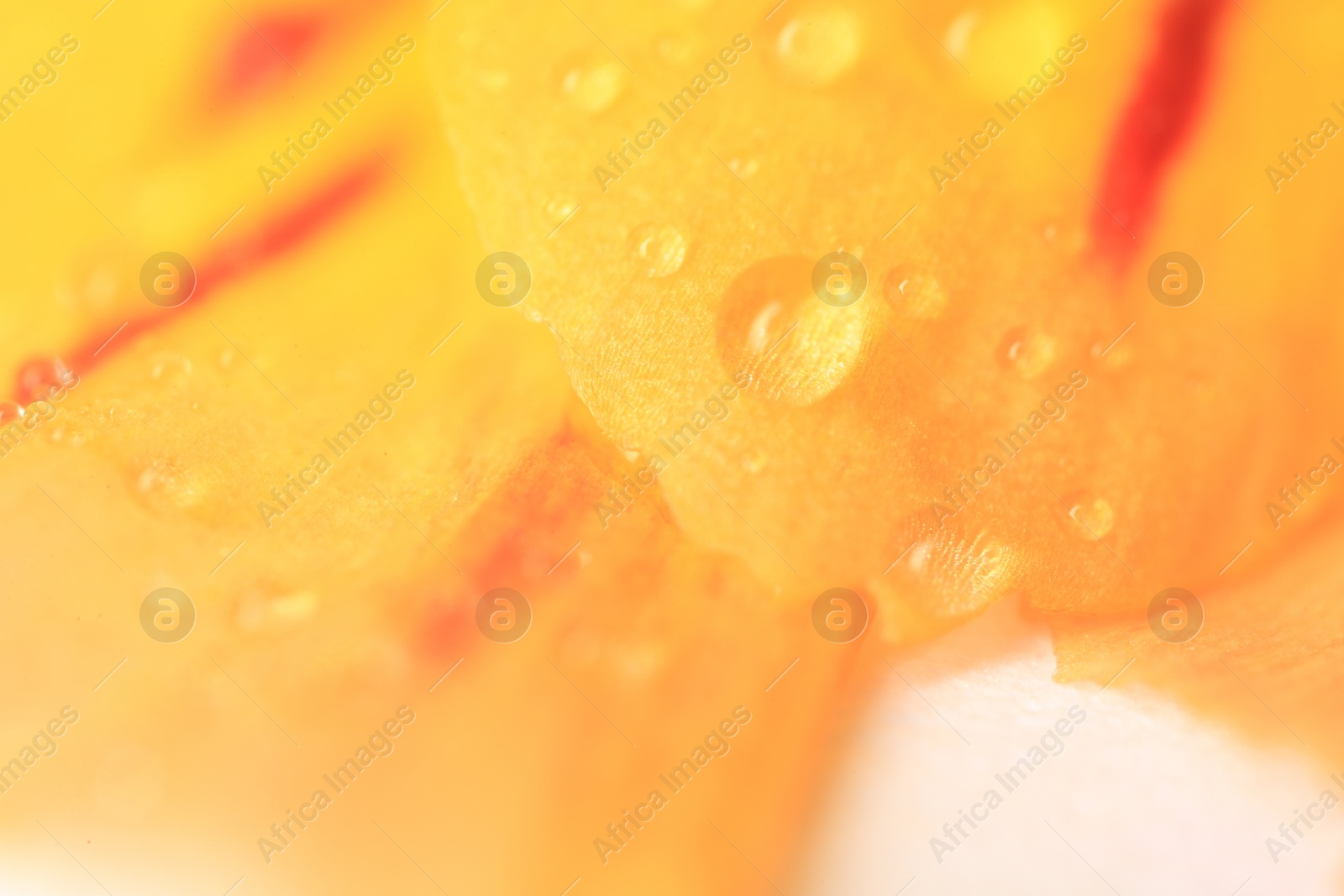 Photo of Beautiful flower with water drops as background, macro view