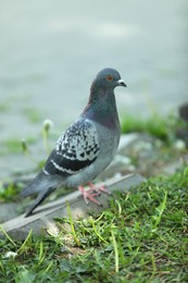 Photo of Beautiful grey dove on rock outdoors, closeup
