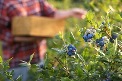 Woman with box picking up wild blueberries outdoors, selective focus. Seasonal berries