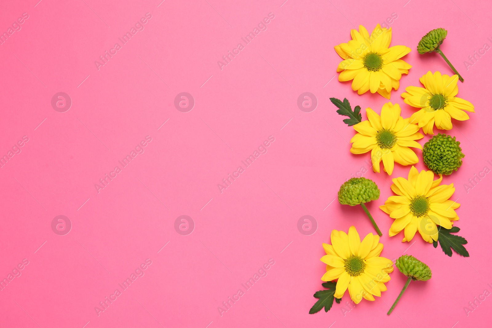 Photo of Beautiful chrysanthemums with leaves on pink background, flat lay. Space for text