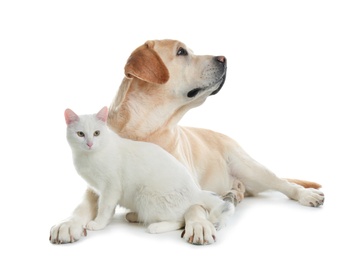 Adorable dog and cat together on white background. Friends forever