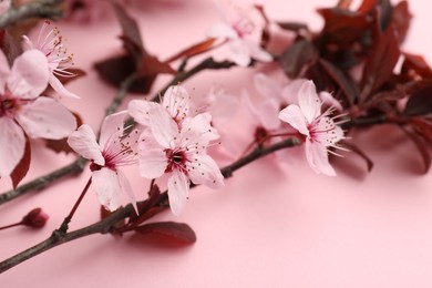 Photo of Spring tree branches with beautiful blossoms on pink background, closeup