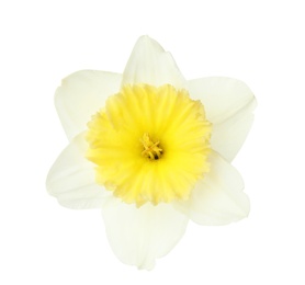 Photo of Beautiful daffodil on white background. Fresh spring flower