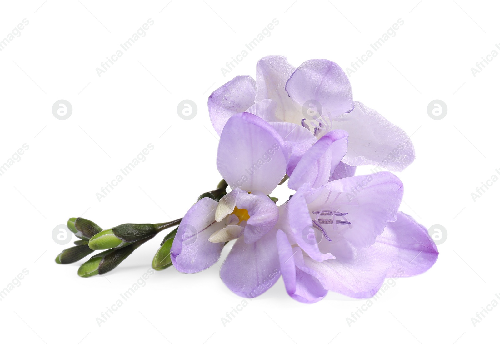 Photo of Beautiful violet freesia flower isolated on white