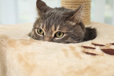 Photo of Funny pet playing on cat tree at home, closeup