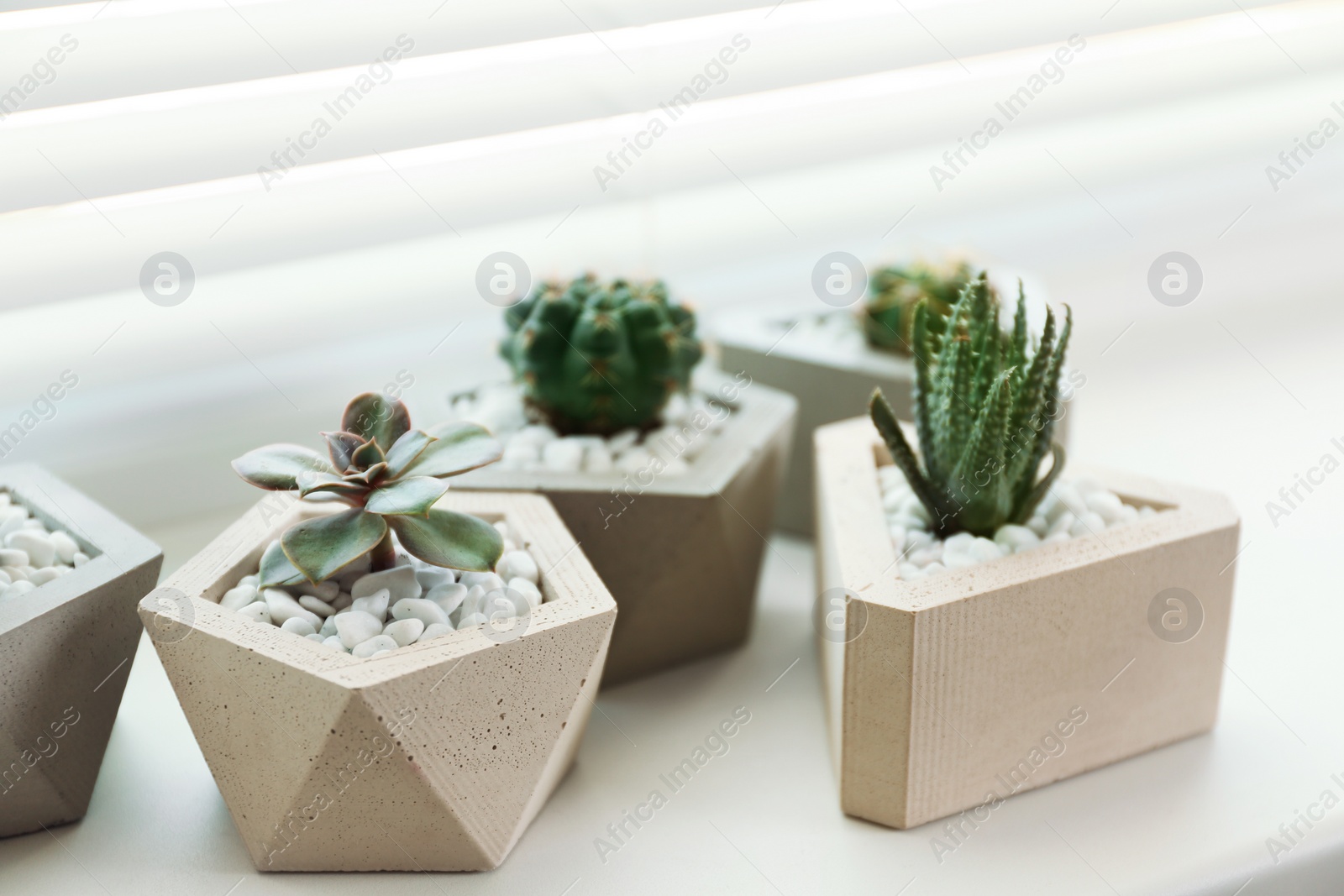 Photo of Window with blinds and potted plants on sill, closeup