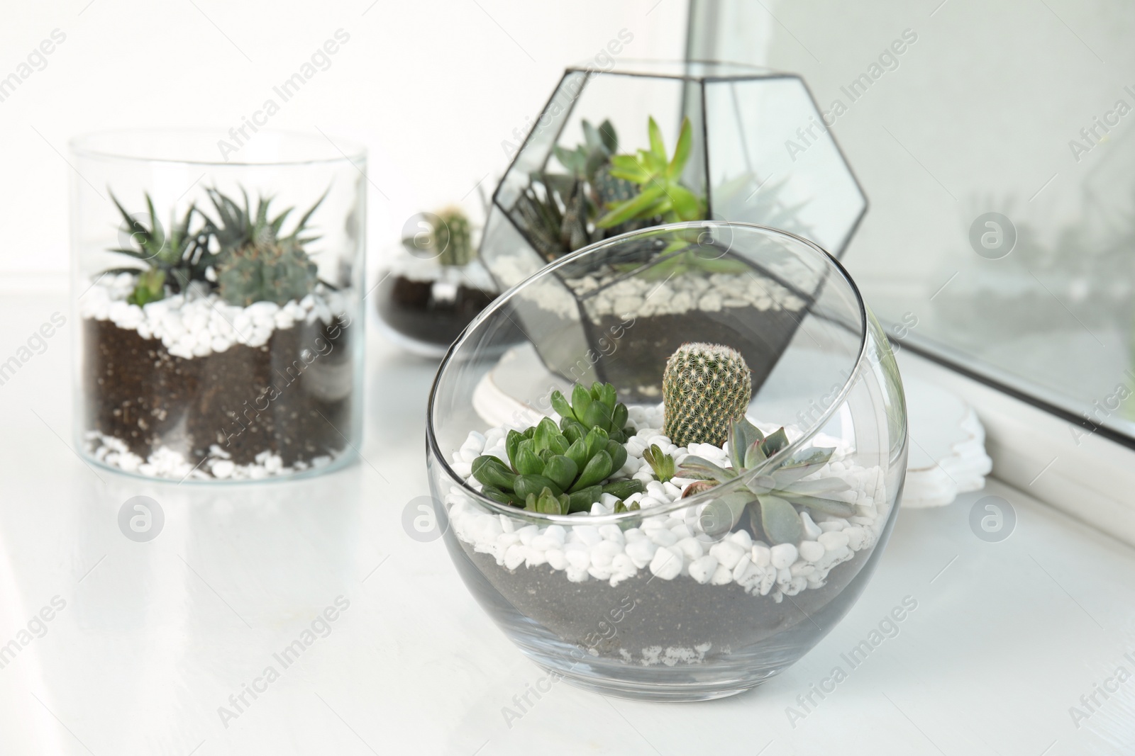 Photo of Glass florariums with different succulents on windowsill, space for text