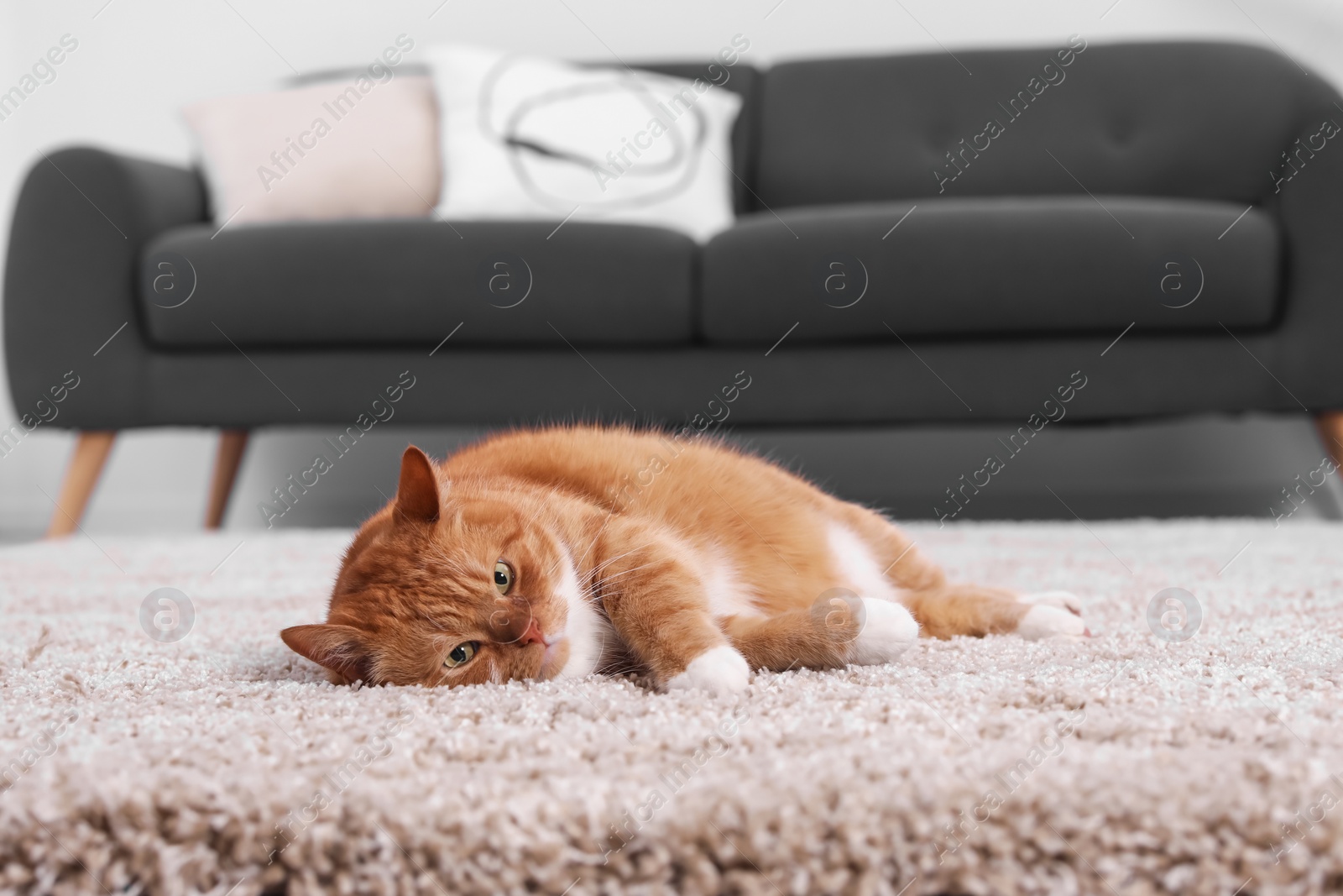 Photo of Cute ginger cat lying on carpet at home