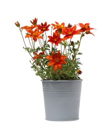 Photo of Beautiful bidens ferulifolia flowers in grey pot isolated on white