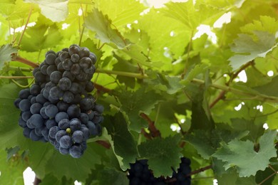 Ripe juicy grapes on branch growing in vineyard, low angle view. Space for text