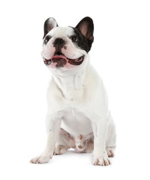 Photo of French bulldog on white background. Adorable pet