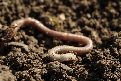 One worm on wet soil on sunny day, closeup
