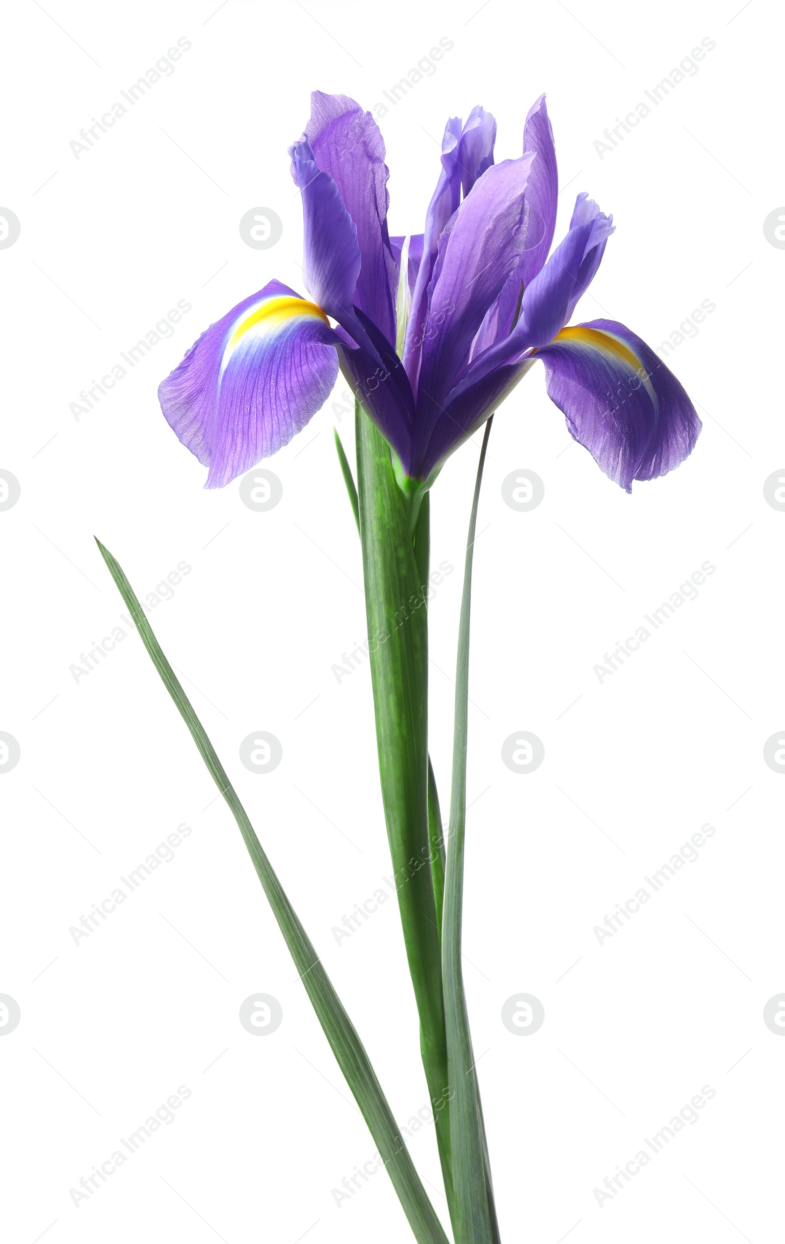 Photo of Beautiful violet iris flower isolated on white