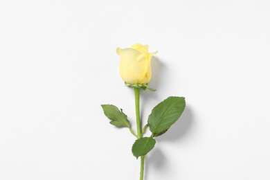 Photo of Beautiful yellow rose on white background, top view