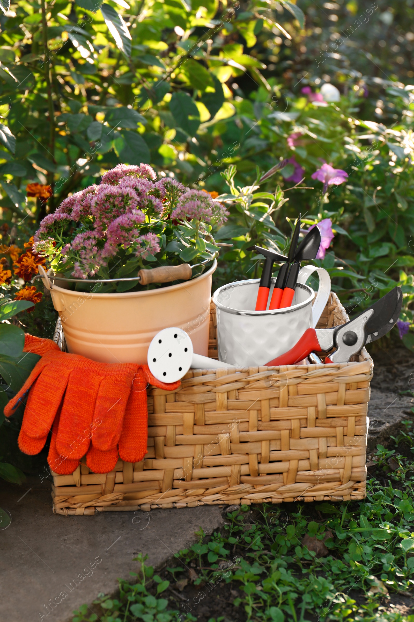 Photo of Basket with watering can, gardening tools and rubber gloves in garden