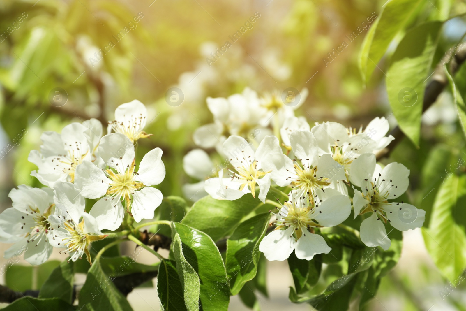 Photo of Beautiful blossoming pear tree outdoors on sunny day, closeup