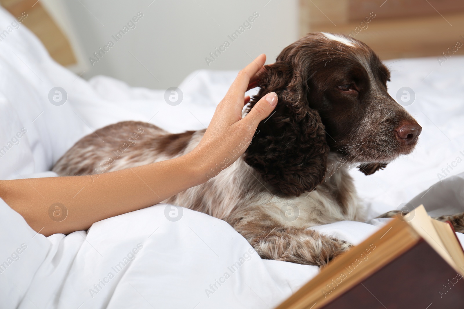 Photo of Adorable Russian Spaniel with owner in bed, closeup view