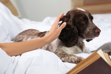 Adorable Russian Spaniel with owner in bed, closeup view