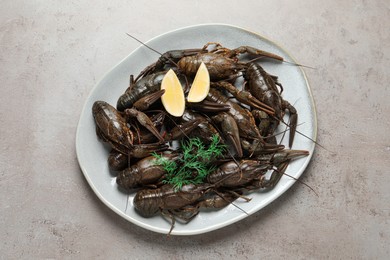 Photo of Fresh raw crayfishes with lemon and dill on light grey table, top view