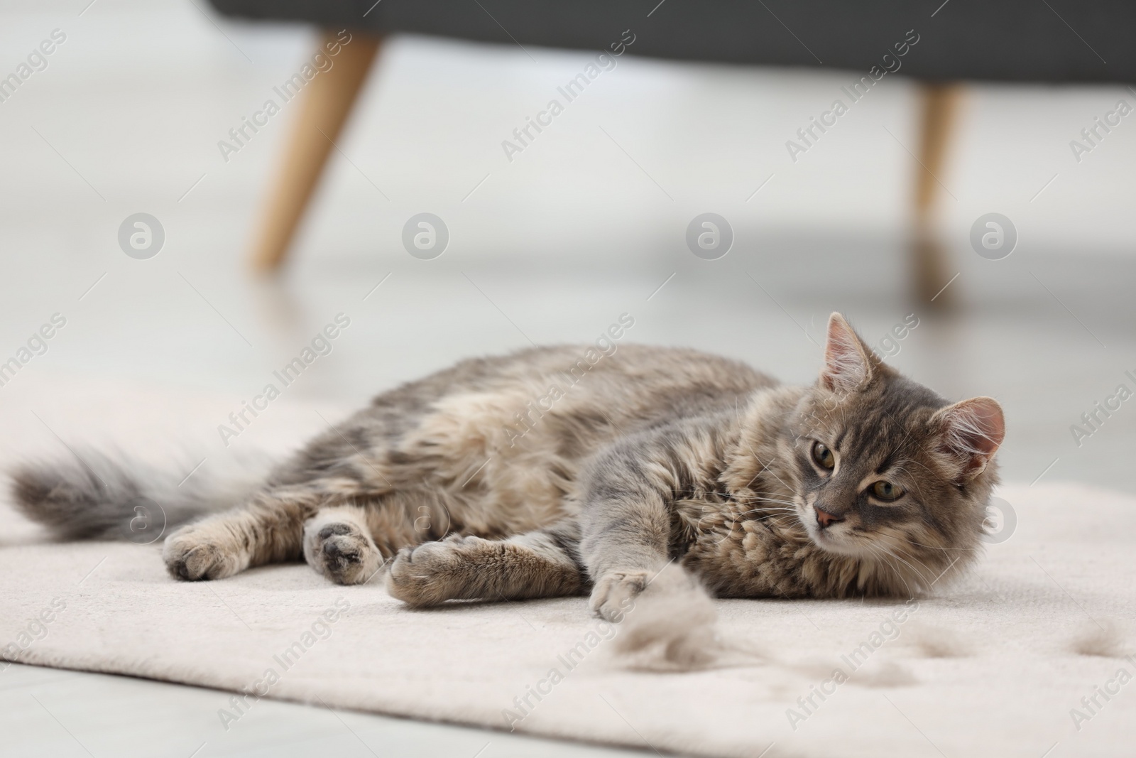 Photo of Cute cat and pet hair on carpet indoors