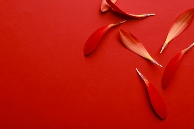 Photo of Beautiful fresh gerbera petals on red background, flat lay. Space for text