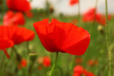 Photo of Beautiful red poppy flower growing in field, closeup