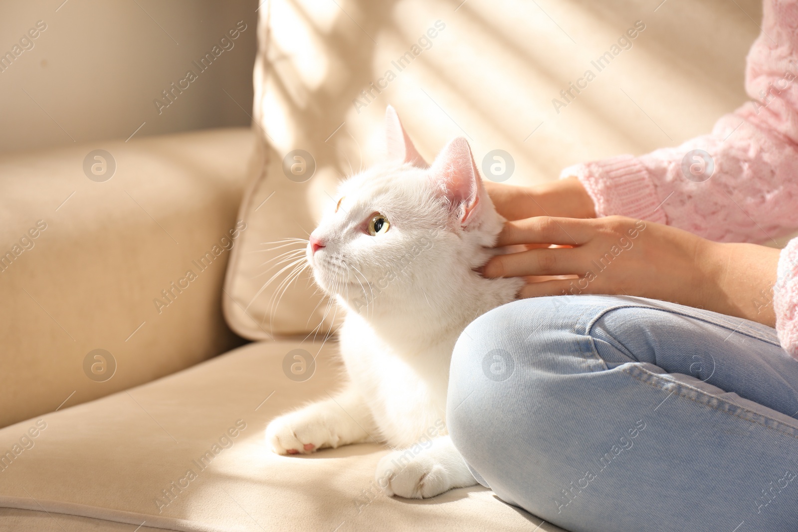 Photo of Young woman with her beautiful white cat at home, closeup. Fluffy pet