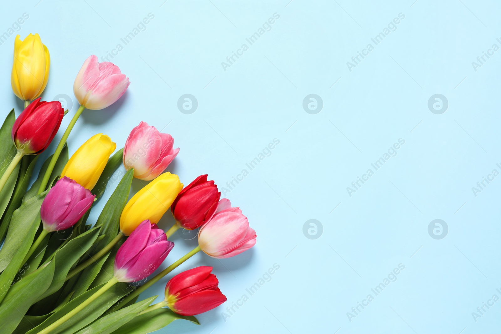 Photo of Beautiful colorful tulips on light blue background, flat lay. Space for text