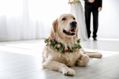 Adorable golden Retriever wearing wreath made of beautiful flowers on wedding