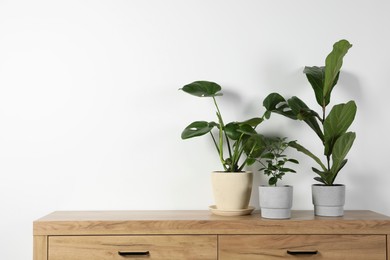 Photo of Many different houseplants in pots on wooden chest of drawers near white wall, space for text