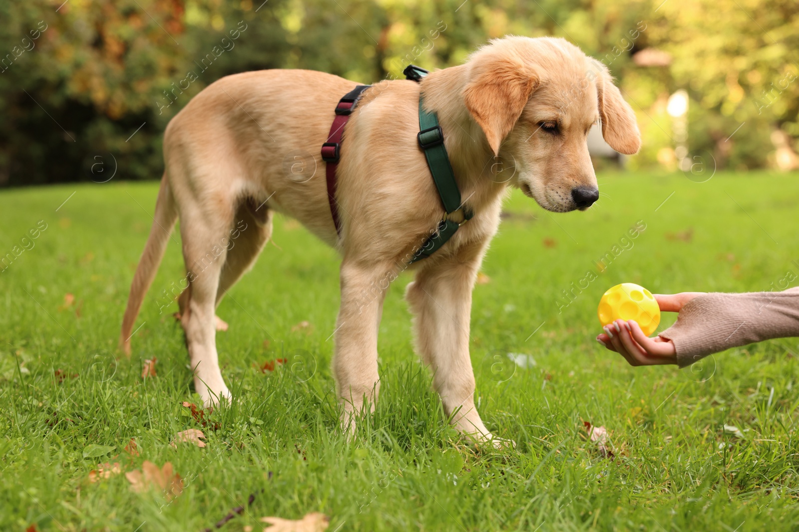 Photo of Woman playing with adorable Labrador Retriever puppy on green grass in park, closeup