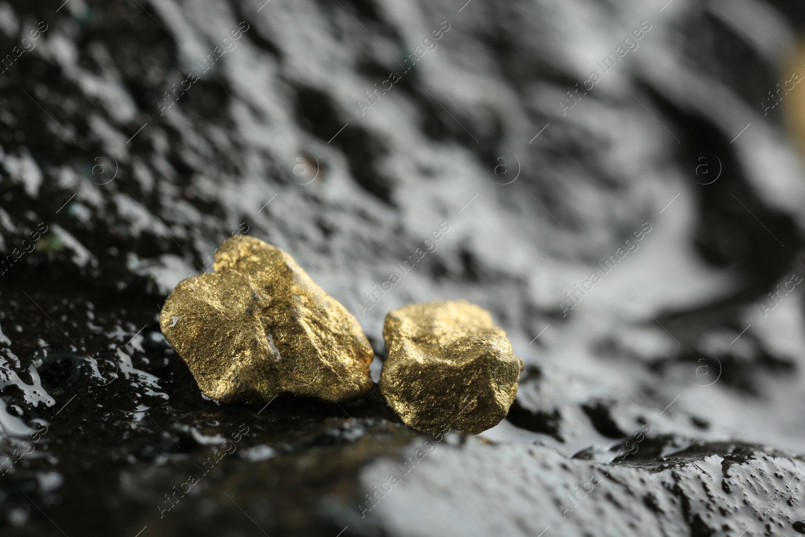 Photo of Shiny gold nuggets on wet stone, closeup. Space for text