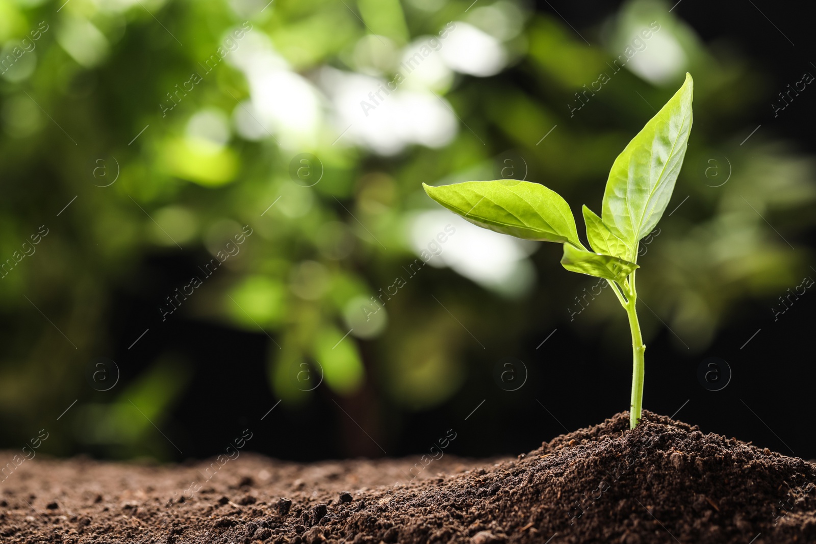 Photo of Young seedling in soil on blurred background, space for text