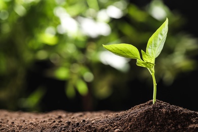 Photo of Young seedling in soil on blurred background, space for text