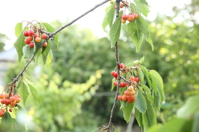 Photo of Cherry tree with green leaves and ripe berries growing outdoors