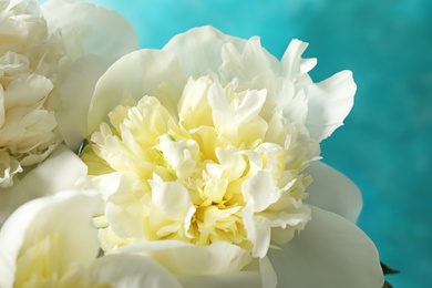 Photo of Fragrant peonies on color background, closeup. Beautiful spring flowers