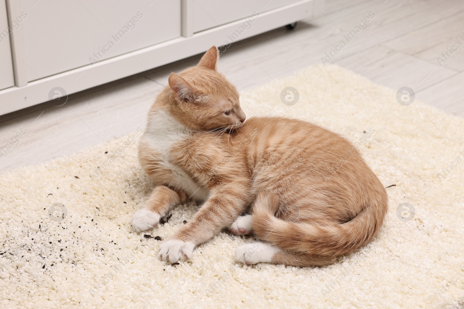 Photo of Cute ginger cat on carpet with scattered soil indoors