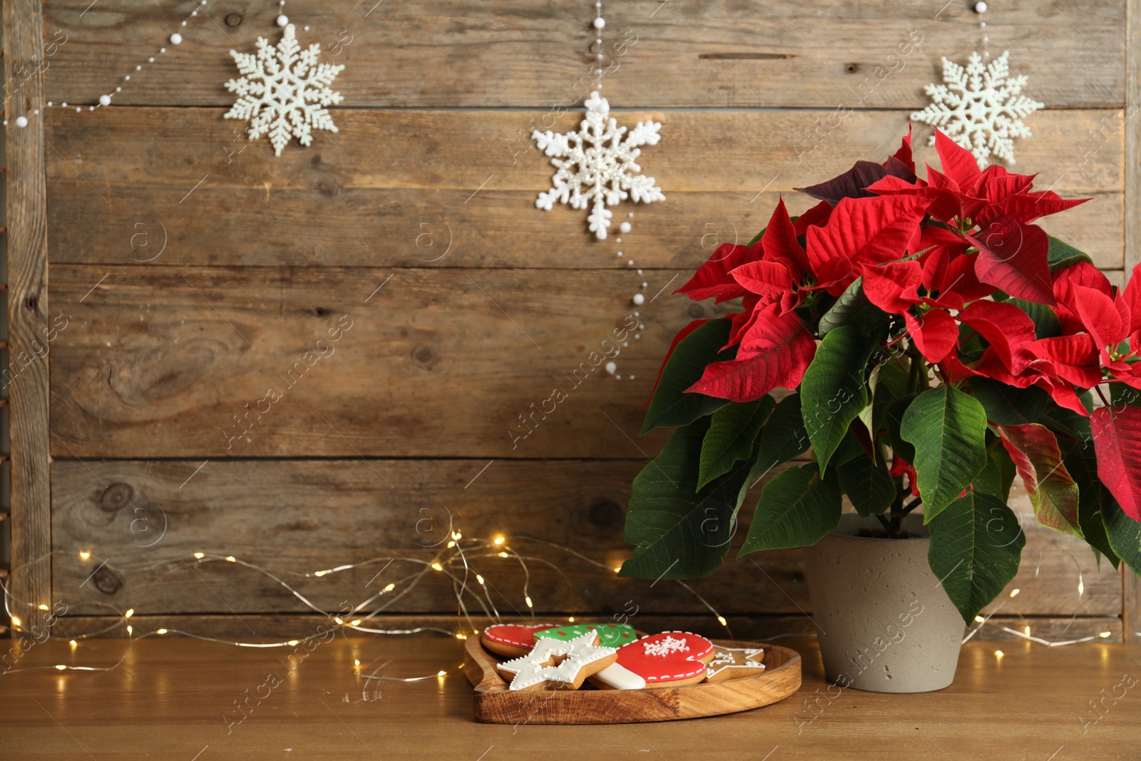 Photo of Poinsettia (traditional Christmas flower), cookies and string lights on wooden table. Space for text