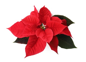 Photo of Beautiful Poinsettia isolated on white, top view. Traditional Christmas flower