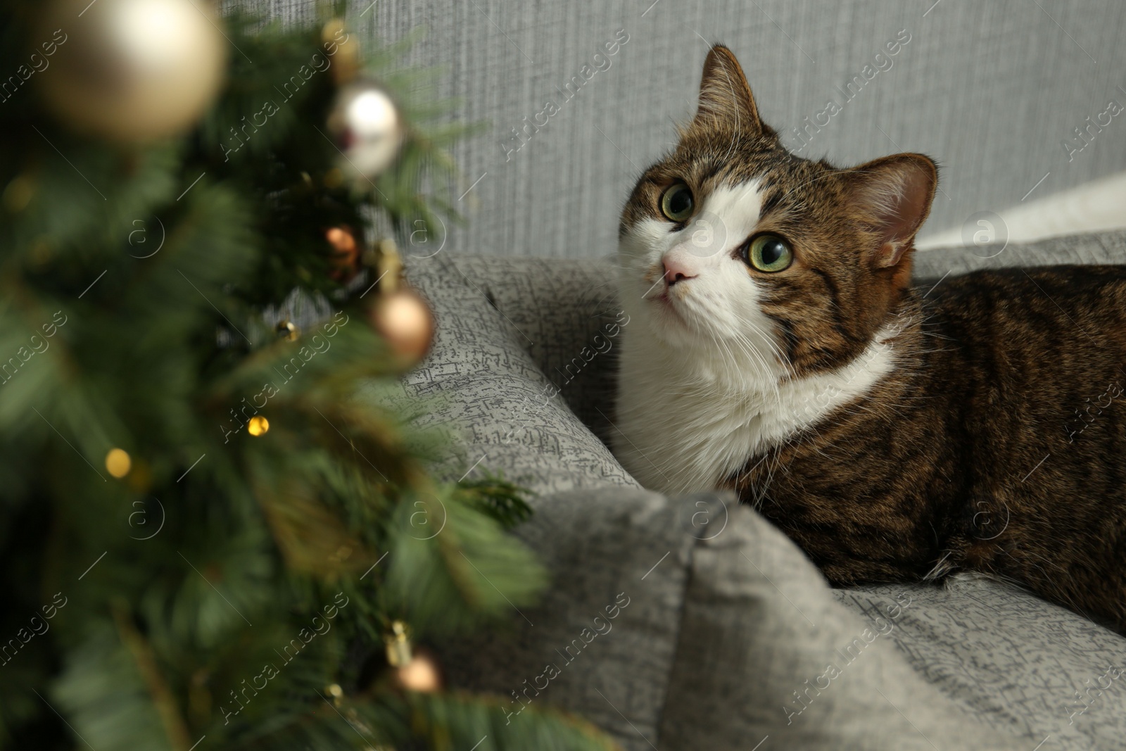 Photo of Cute cat on pet bed near Christmas tree at home
