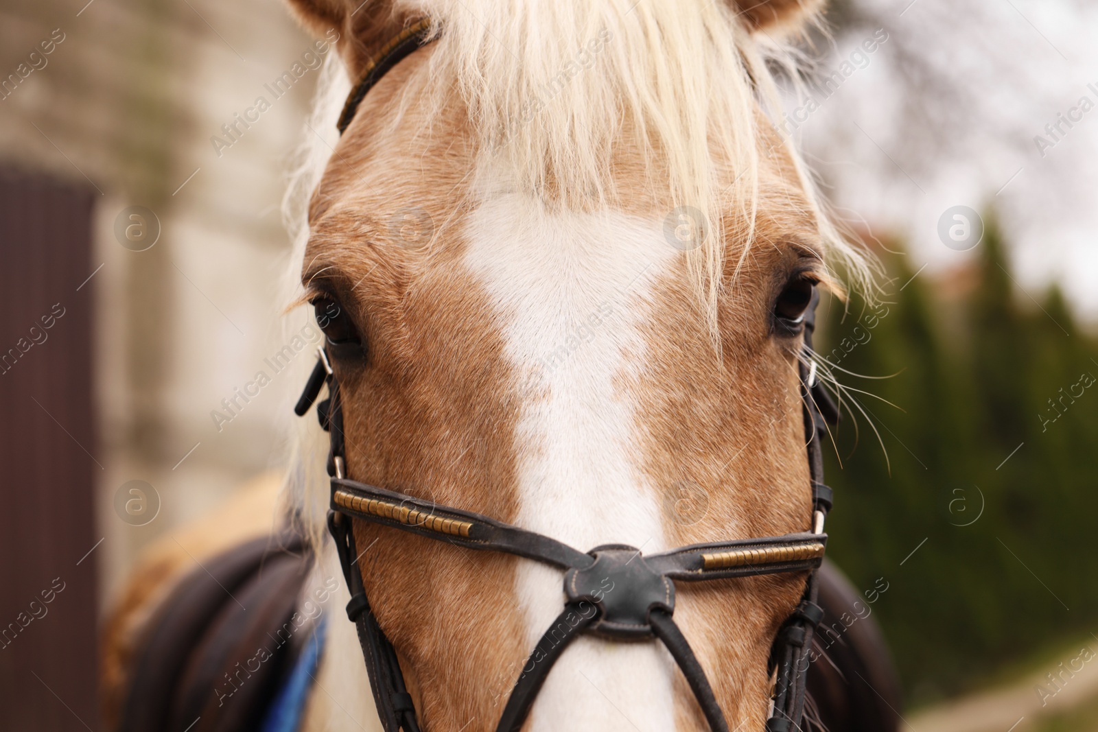 Photo of Adorable horse with bridles outdoors, closeup. Lovely domesticated pet