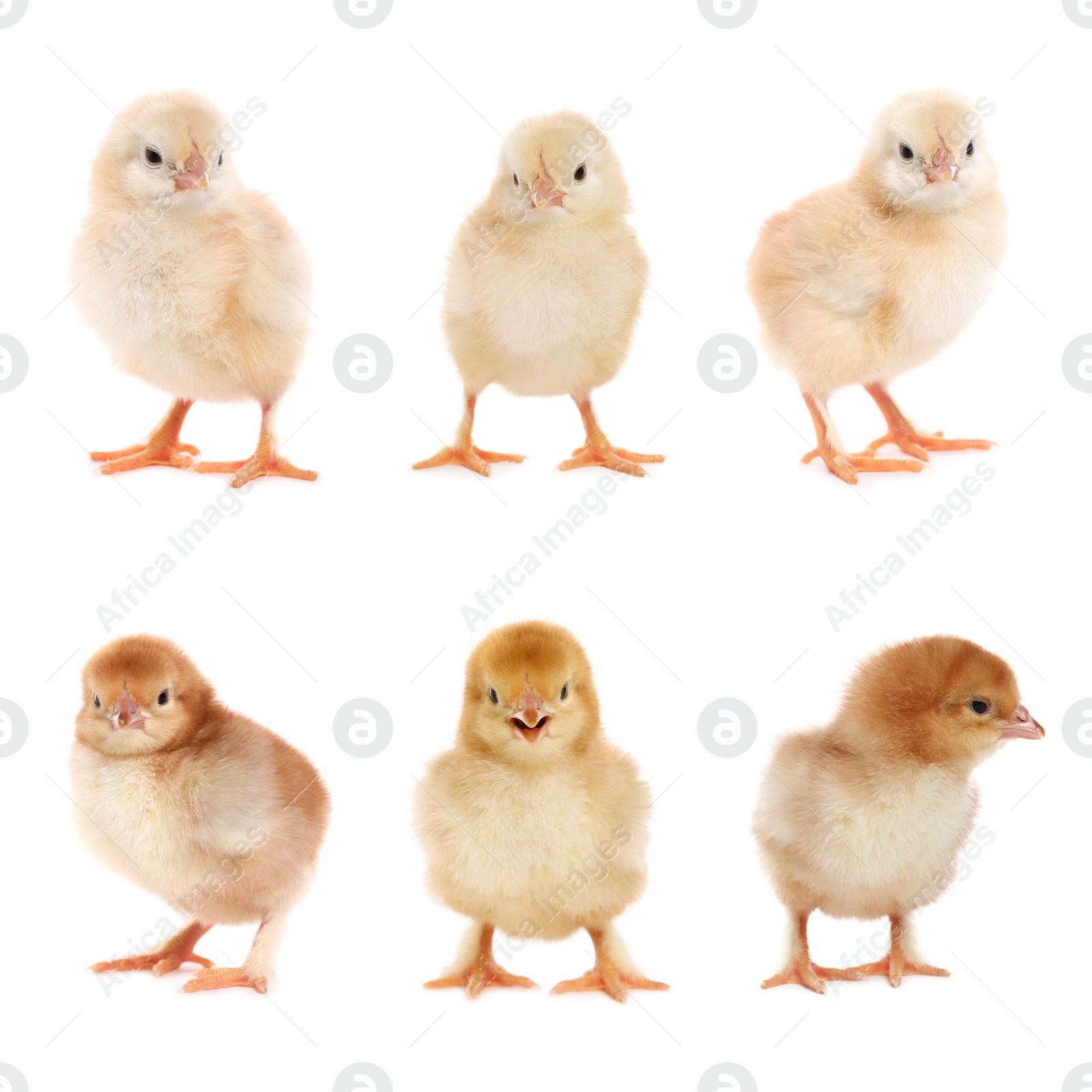 Image of Collage with small cute baby chickens isolated on white